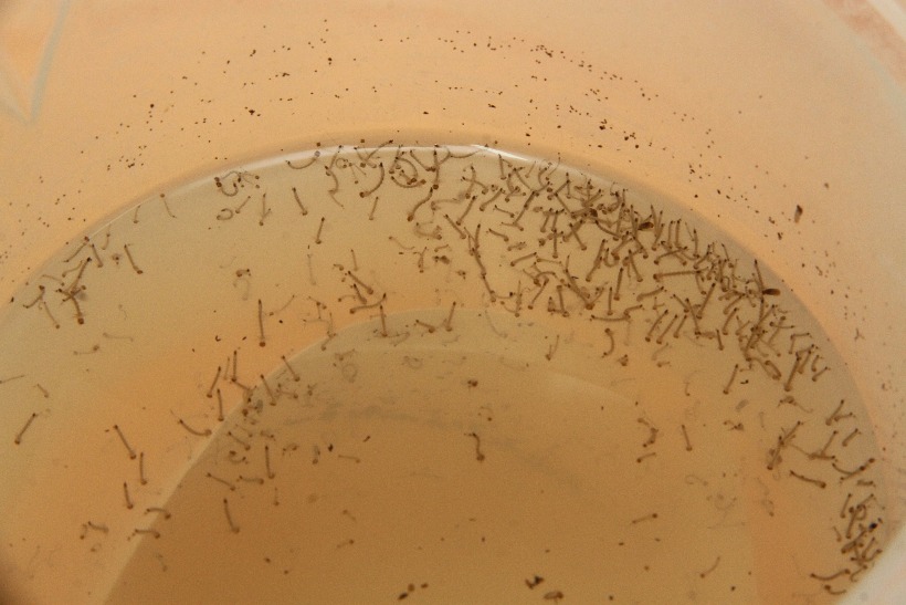 Naviraí intensifica alerta contra chikungunya e reforça importância da prevenção nas residências