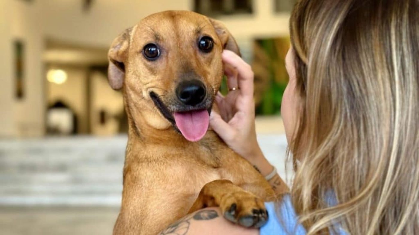 Senado aprova projeto que prevê guarda compartilhada de pets após separação