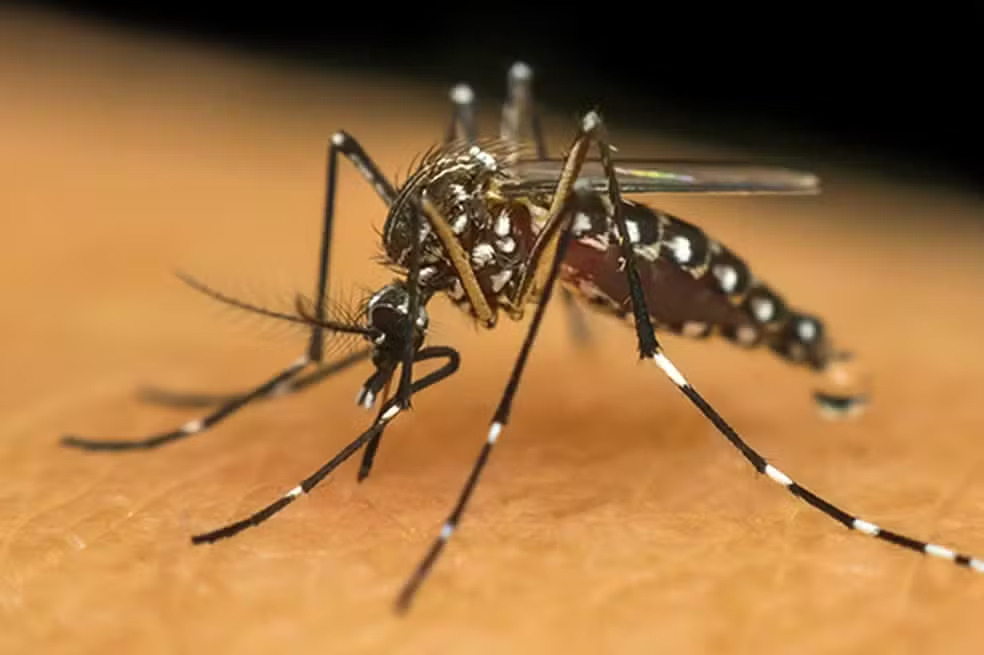 MS registra mais de 7,5 mil casos prováveis de chikungunya e 13 mortes em 2026